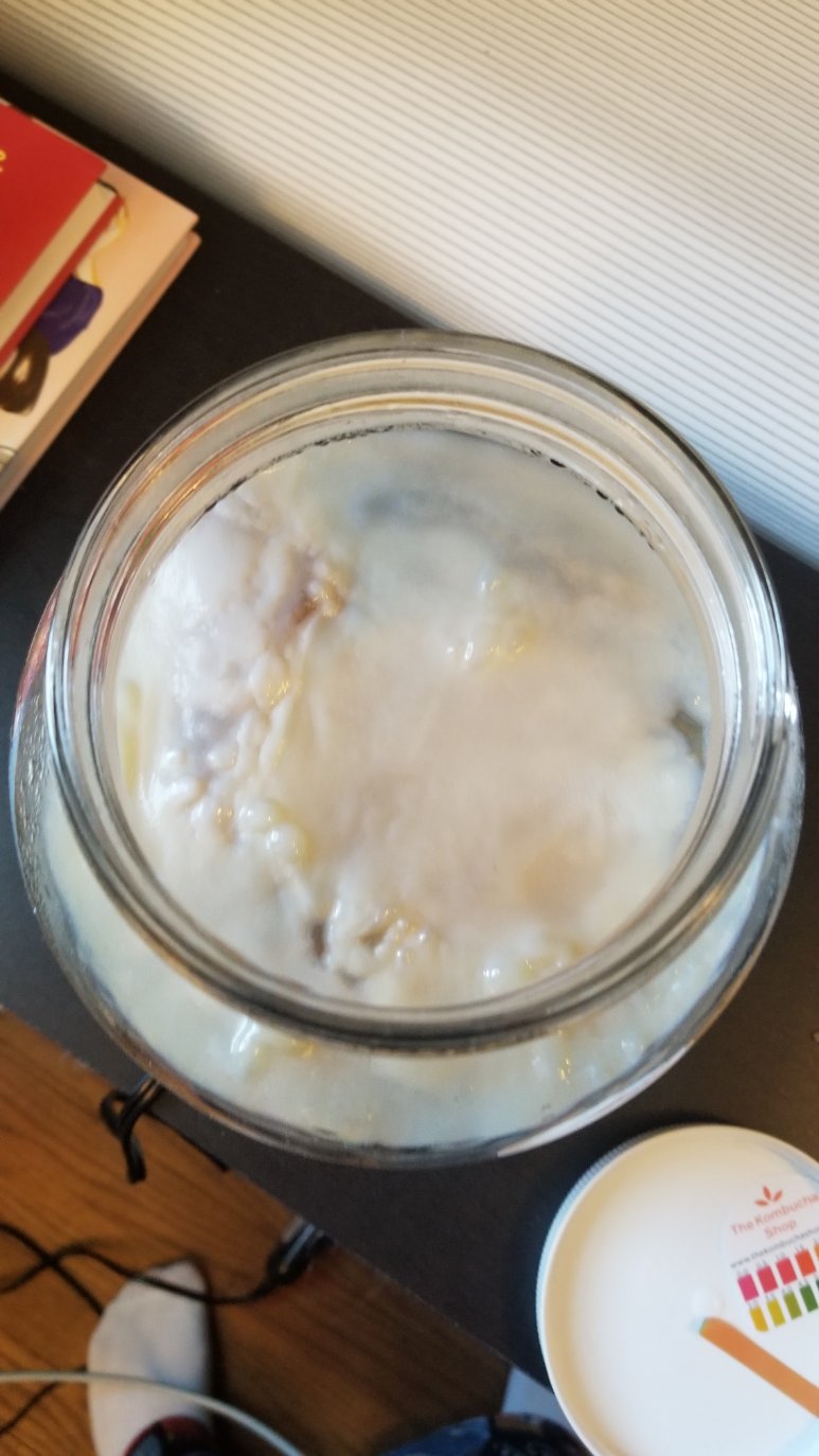 Day 11 Scoby