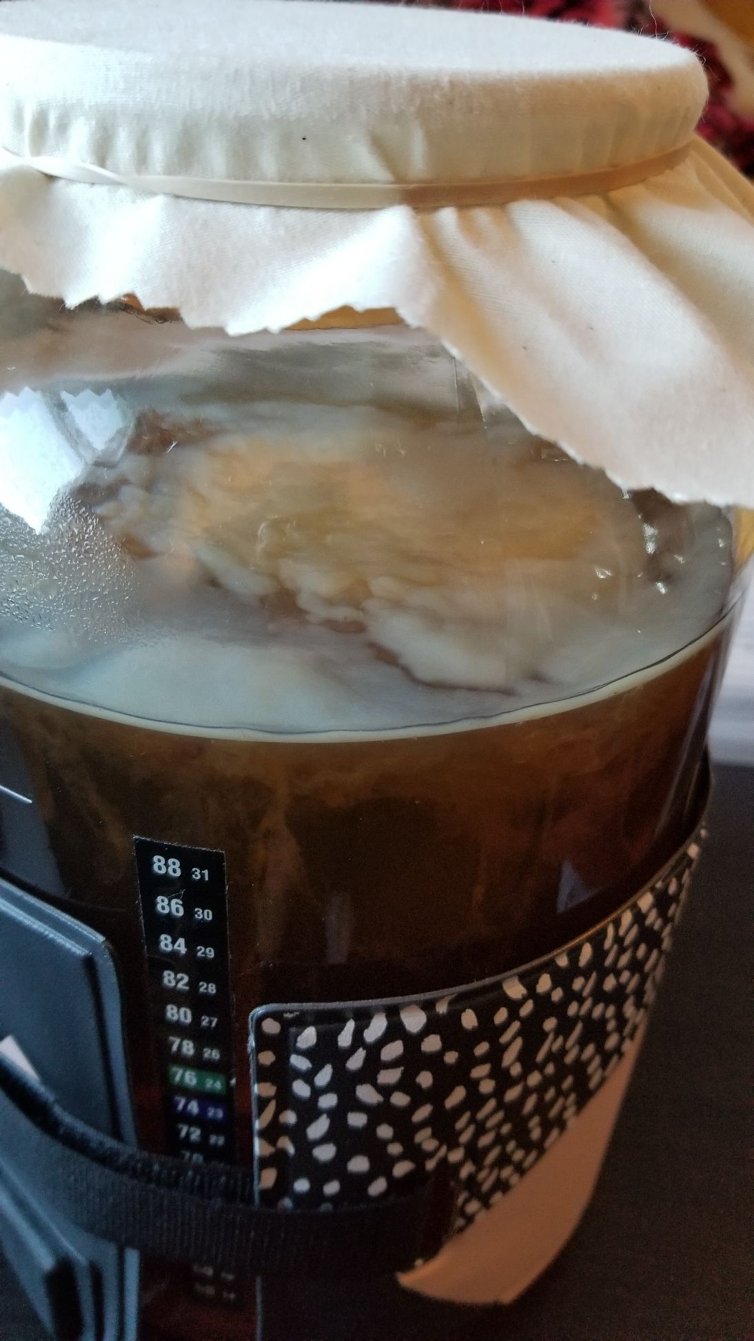 Day 6 Scoby